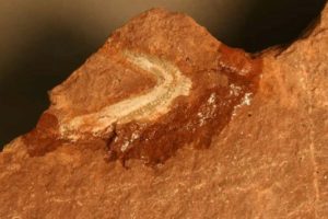 The Bromacker Fossil Project Part X: Tambaroter carrolli, an amphibian with a wedge-shaped head