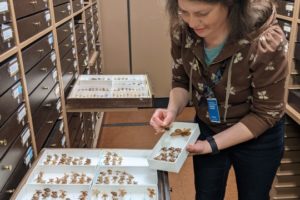 New Moth Species Marumba verdeciae Named for CMNH Scientific Preparator