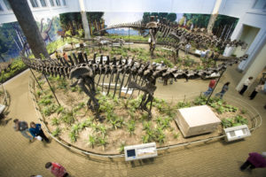 Jurassic Days: Icarosaurus