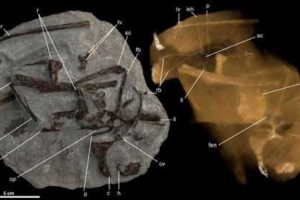 Mesozoic Monthly: Vegavis