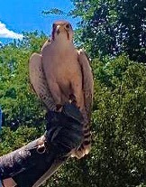 The Power of the Falcon in Ancient Egypt
