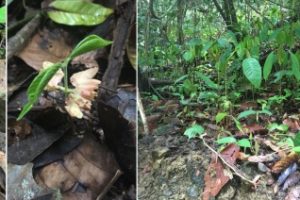 Nerding Out Over Masting, or Why Unusual Plant Reproduction Excites Animal Ecologists