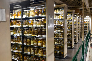Natural History Collection Managers: The Stewards of Time Travel 