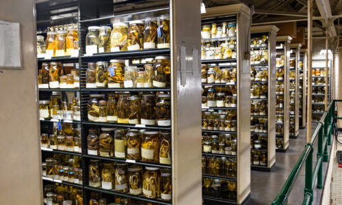 Natural History Collection Managers: The Stewards of Time Travel 