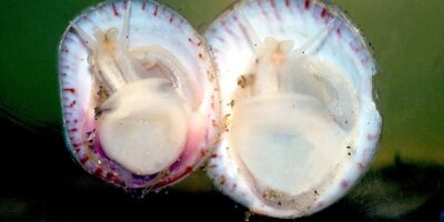 slipper snail shells from below