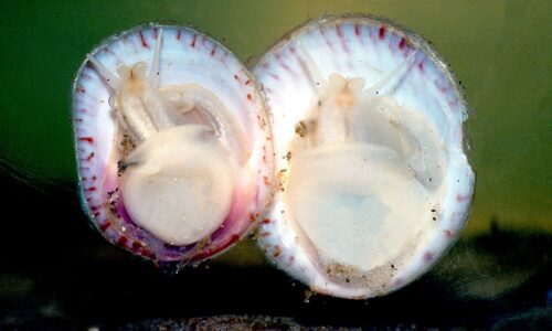 Slipper Snails Slide Between Sexes in Stacks