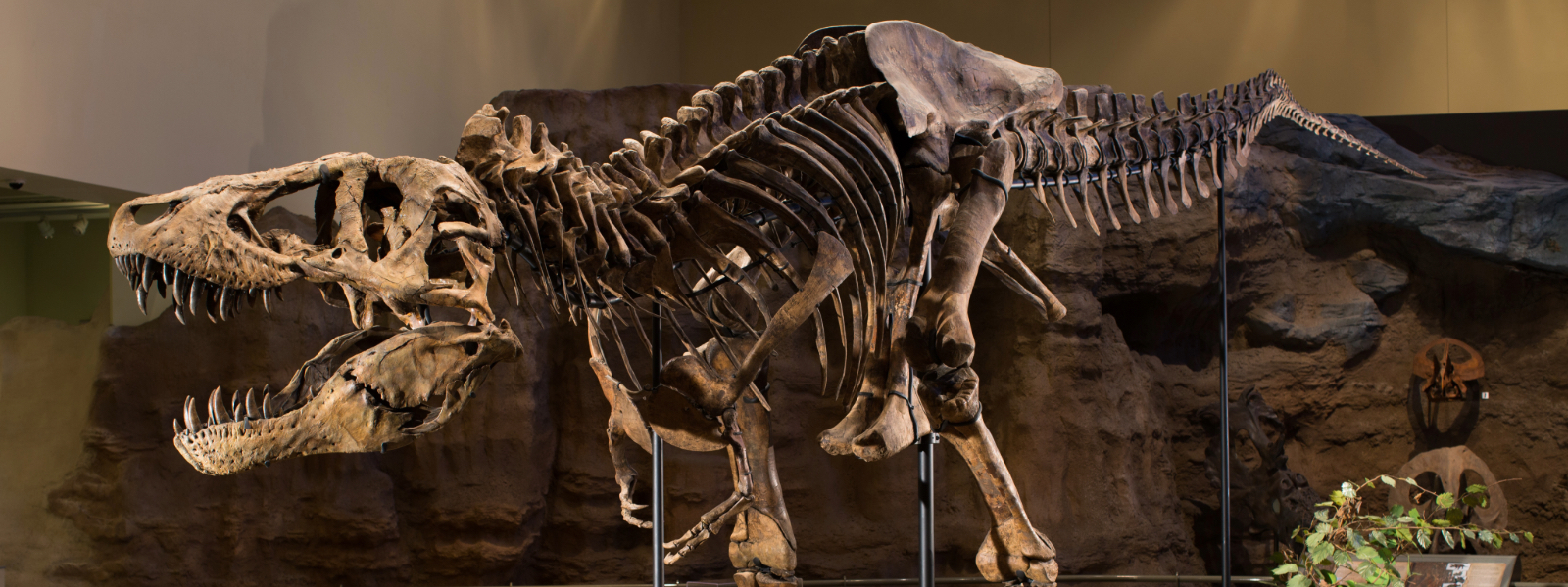 T. rex skeleton