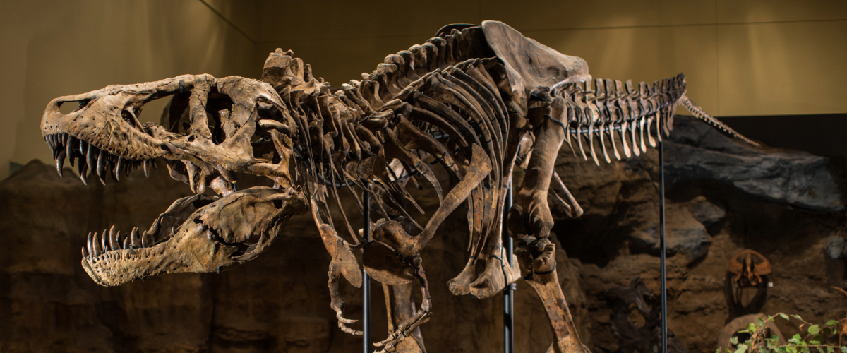 T. rex fossil skeleton