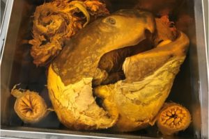 A Head Above the Rest: Unearthing the Story of Our Leatherback Sea Turtle