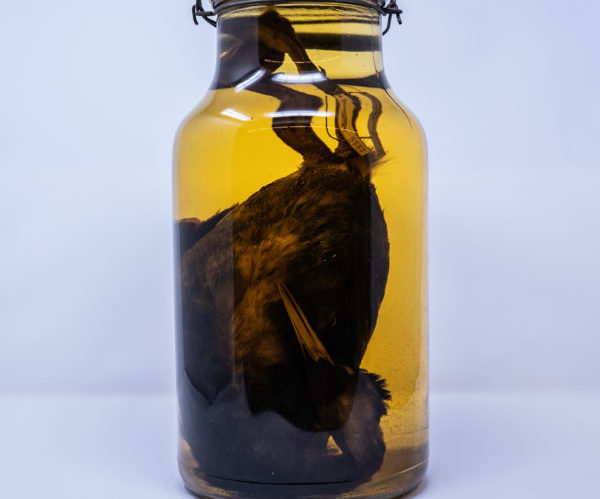 bird specimen