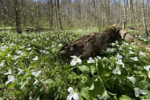 Collected On This Day: White Trillium from May 28, 1993