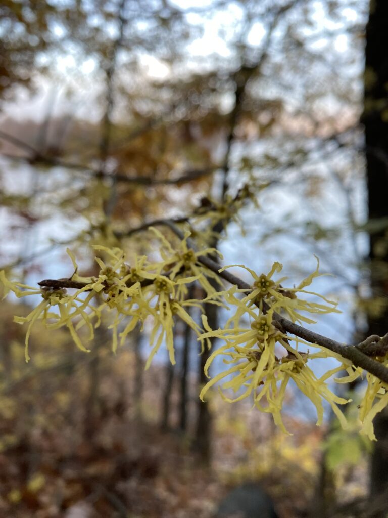witch hazel blooms