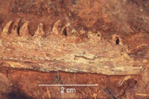 The Bromacker Fossil Project Part XII: Tambacarnifex unguifalcatus, the Tambach executioner