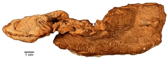 The Bromacker Fossil Project Part IX: The Dissorophoid Amphibians Tambachia, Rotaryus, and Georgenthalia, Capable Travelers