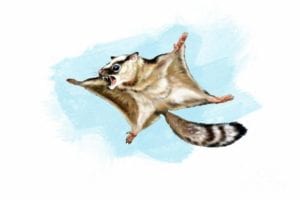 MESOZOIC MONTHLY: Volaticotherium