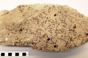 Hunting For Fossil Frogs In Wyoming