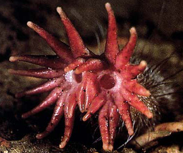 close-up of the nose of a star-nosed mole
