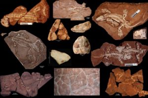 The Bromacker Fossil Project Part XIII: What We Learned
