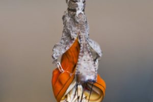 Insect metamorphosis: the key to a fresh new start