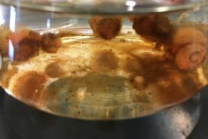 Fungi make minerals and clean polluted water along the way!