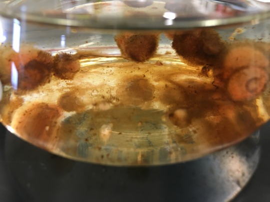 photo of biominerals being formed by fungus