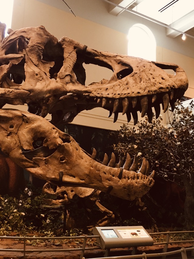 What sound did t. rex make?