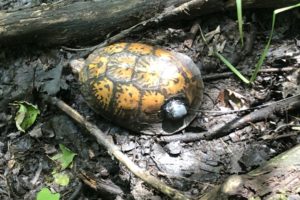 An Illuminating Tale of Tracking Turtles