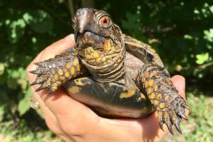 Box Turtle Time Capsule