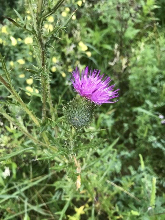 thistle