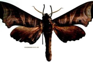 Natural History Discoveries