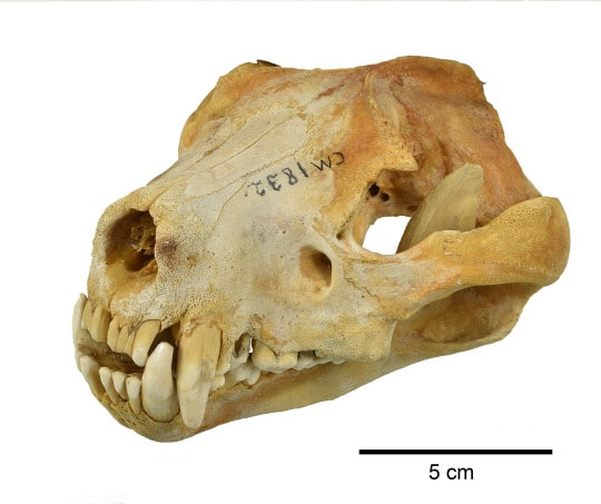 Tasmanian devil skull