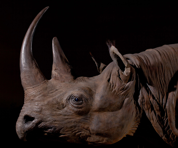 Rhino in the Hall of African Wildlife