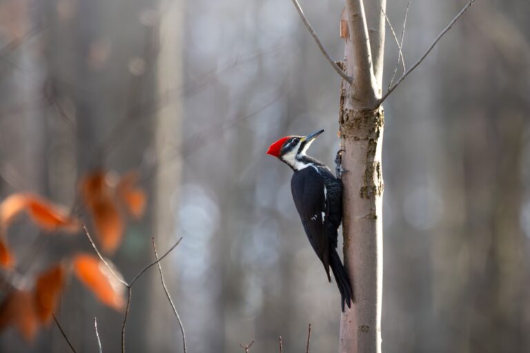 pileated woodpecker in a tree