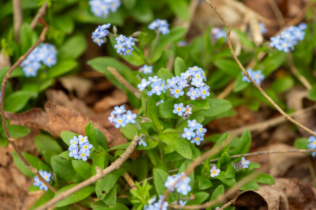 small blue flowers