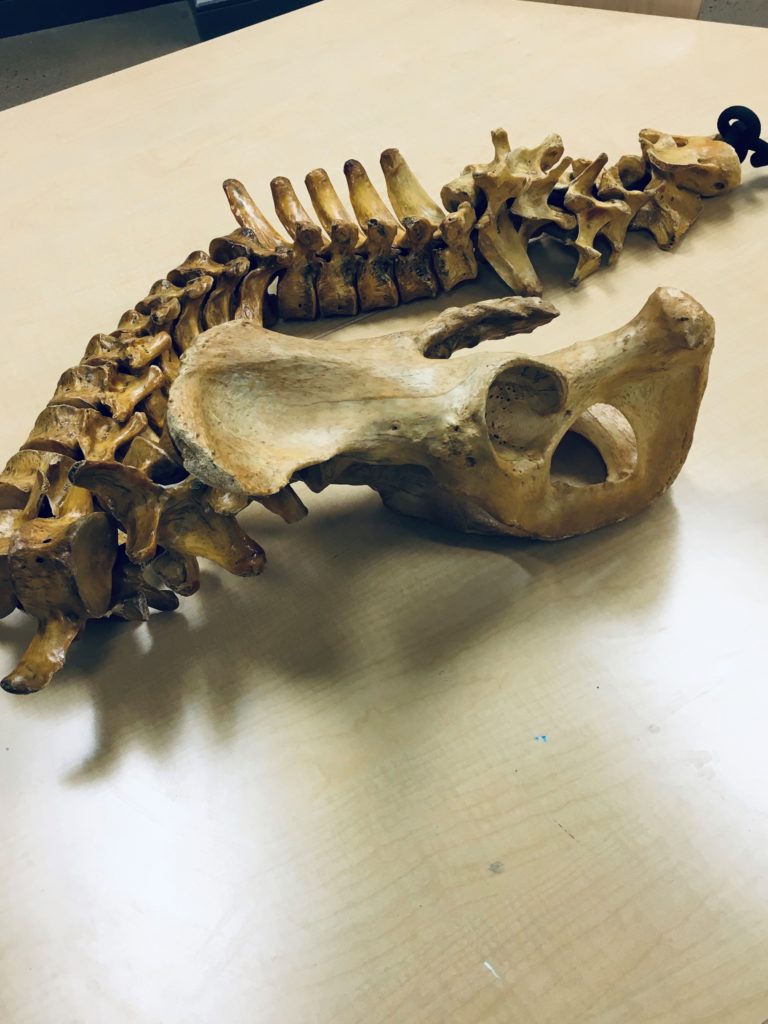 Bear vertebrae, sacrum, and hip bones on a table. 