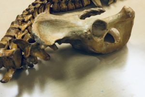 Learning From Misinterpretations