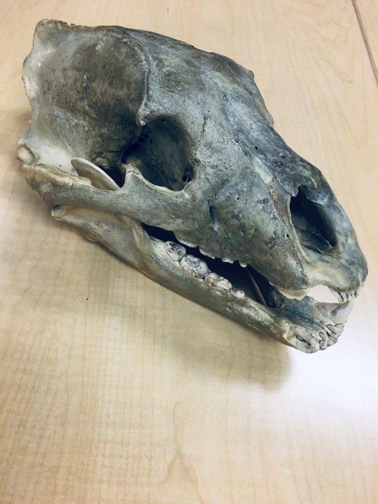 Bear skull on a table.