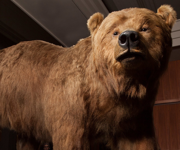 Brown Bear in the Hall of North American Wildlife