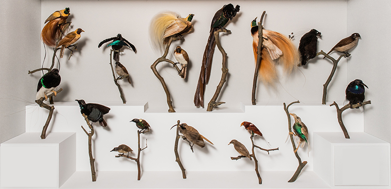 Case of colorful bird taxidermy in Bird Hall