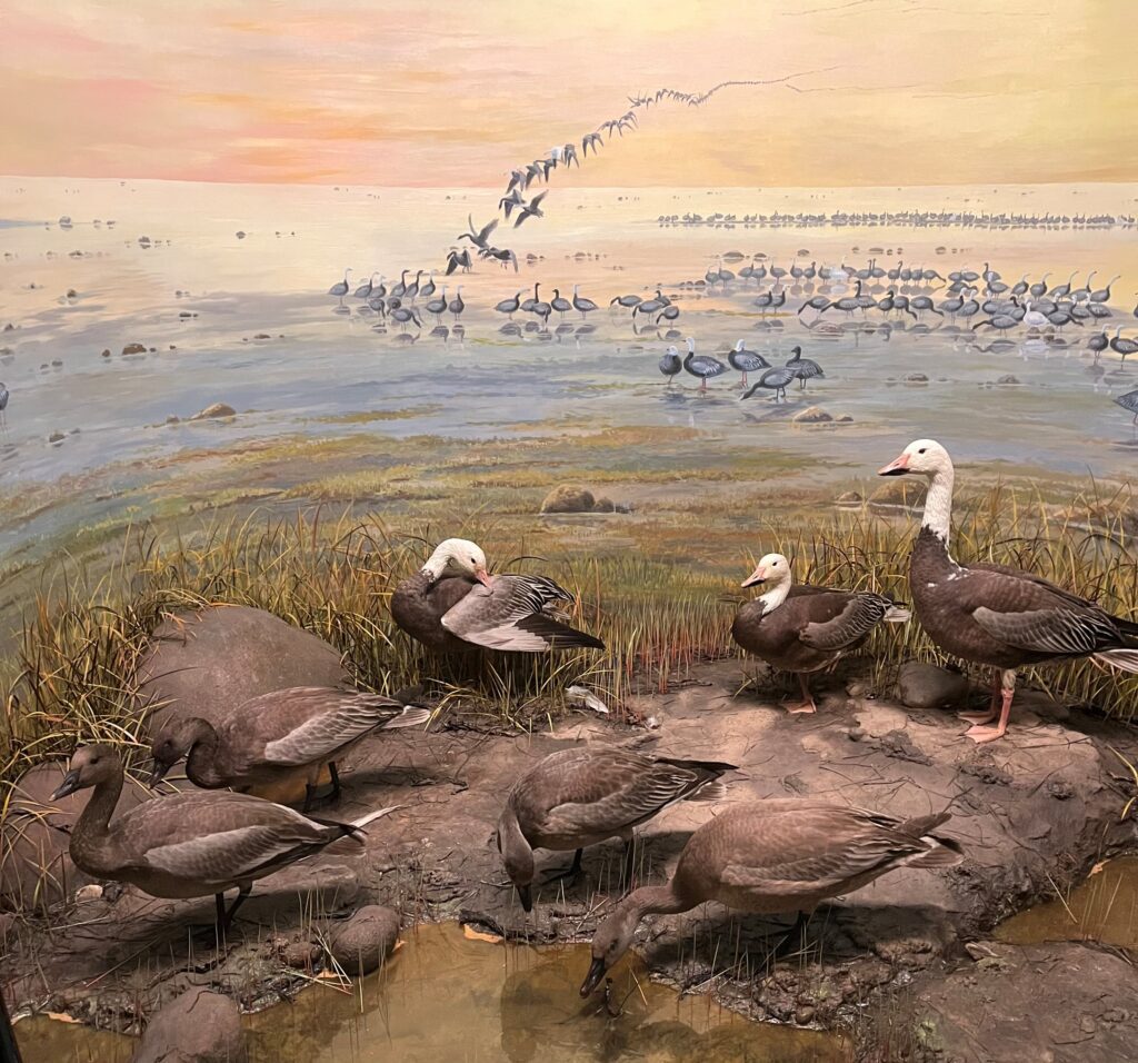 goose taxidermy mounts in a museum diorama