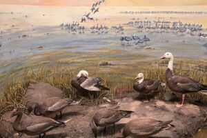 Birds in “Twelve Days of Christmas”: a Museum Search
