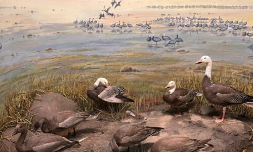 Birds in “Twelve Days of Christmas”: a Museum Search