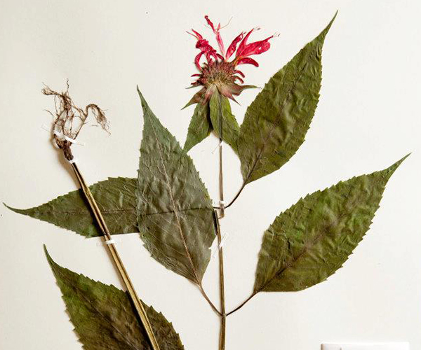 Section of Botany