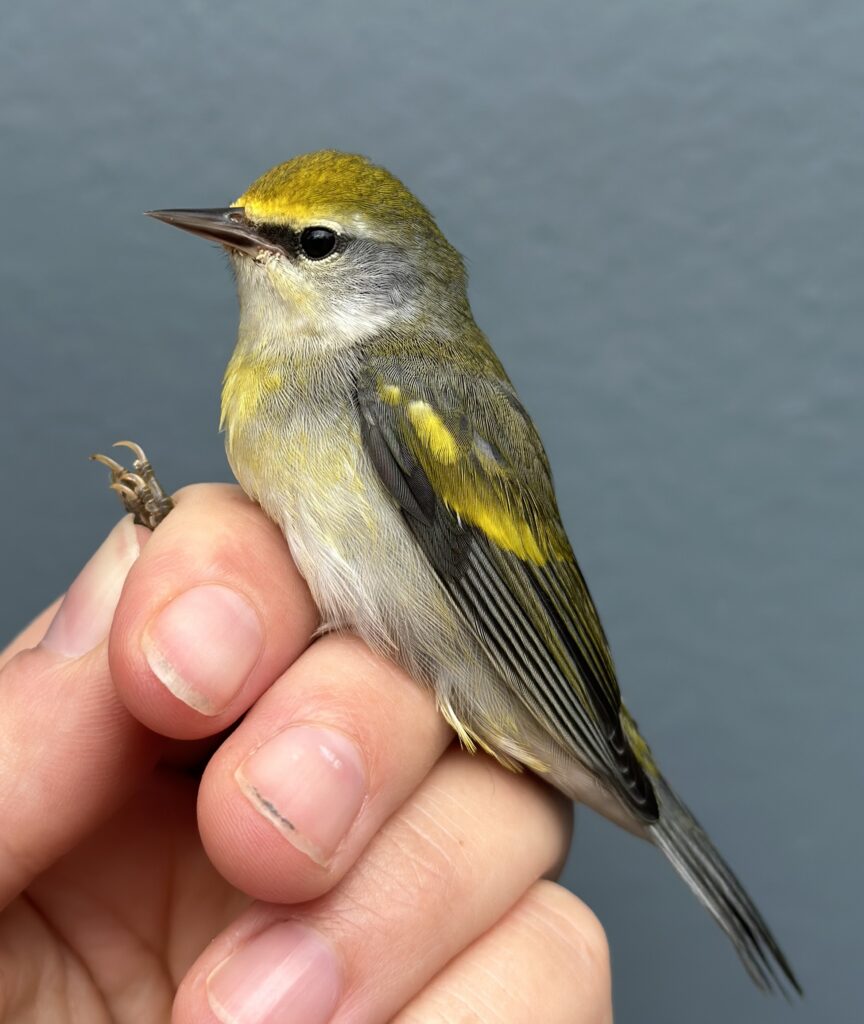Brewster's Warbler