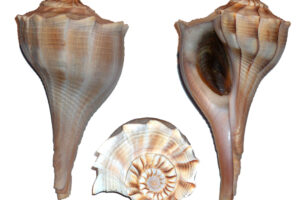 The Busyconidae Whelks, Homebodies of the East Coast