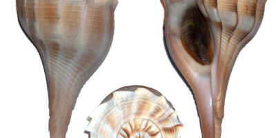 busycon whelks