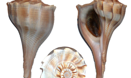 The Busyconidae Whelks, Homebodies of the East Coast