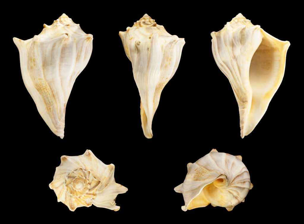 five views of a knobbed whelk
