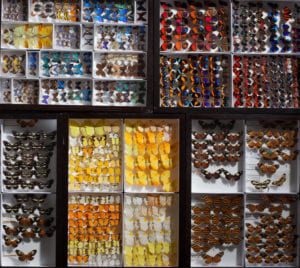 Butterfly wall