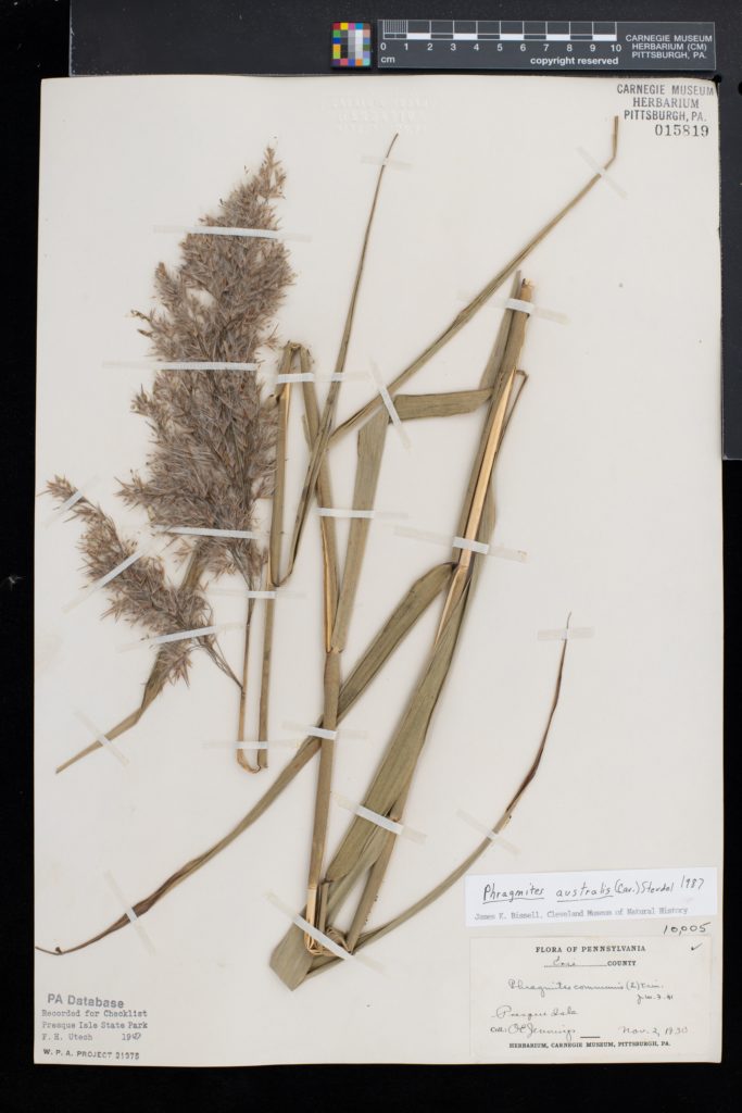 specimen of common reed on an herbarium sheet